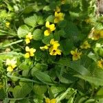 Viola biflora Flower