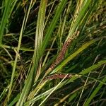 Carex acuta Leaf