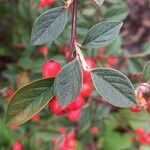 Cotoneaster pannosus 叶