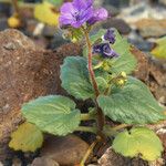 Phacelia calthifolia Habitatea