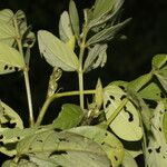 Senna obtusifolia Fruit