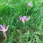 Colchicum autumnaleКветка