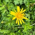 Taraxacum cucullatiforme 花