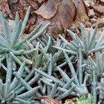 Dudleya virens Hoja