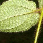 Miconia crenata Leaf