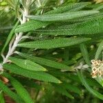 Buddleja loricata Leaf