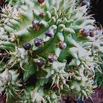 Euphorbia susannae Fruit