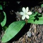 Anemonella thalictroides Kvet