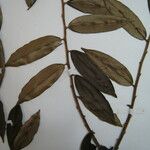 Xylopia pulcherrima Otro