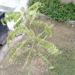 Phyllanthus acidus 叶