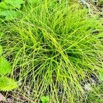 Carex umbrosa पत्ता