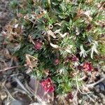 Saxifraga praetermissa Flower