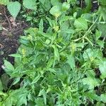 Sisymbrium officinale Leaf