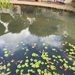 Nuphar pumila पत्ता