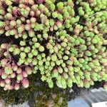 Sedum hispanicumЛист