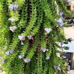 Echium strictum Квітка