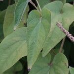 Saururus cernuus Leaf