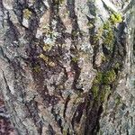 Salix caprea Bark