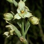 Gavilea australis Flower