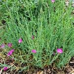 Dianthus deltoides Характер