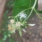 Erithalis odorifera Kvet