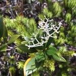 Psychotria rupicola ᱵᱟᱦᱟ