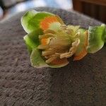 Liriodendron tulipifera Žiedas