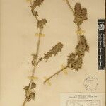 Lepidagathis cuspidata Otro