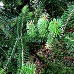 Abies cephalonica Blatt