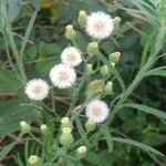 Conyza bonariensis 花