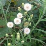 Conyza bonariensis Flower