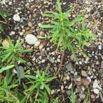 Iberis semperflorens Yaprak