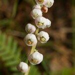 Pyrola minor Fruit