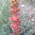 Orobanche foetida Flor