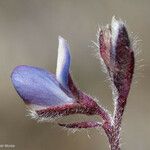 Lupinus bicolor Flor