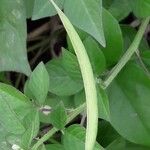 Cleome rutidosperma Плод