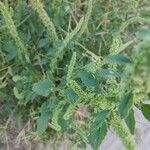 Amaranthus palmeri Folla