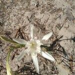 Pancratium maritimum花