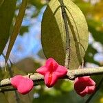 Euonymus atropurpureus Frucht