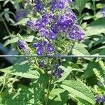 Scutellaria incana Flor