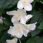 Philadelphus coronarius Flower