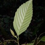 Ticodendron incognitum Hoja
