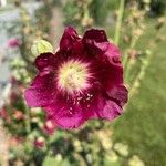 Alcea rosea Flor