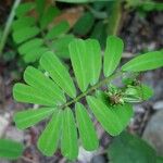 Coronilla securidaca Leaf