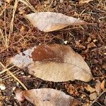 Juglans cinerea Leaf