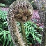 Cyathea arborea Hoja