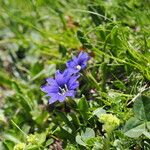 Gentiana pyrenaica L.Flower