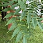 Juglans nigra Likasa