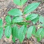 Holarrhena floribunda Leaf