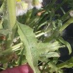 Tephroseris palustris Blatt